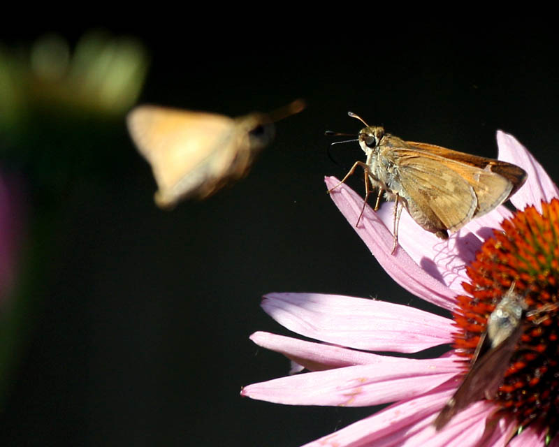 Skippers_5