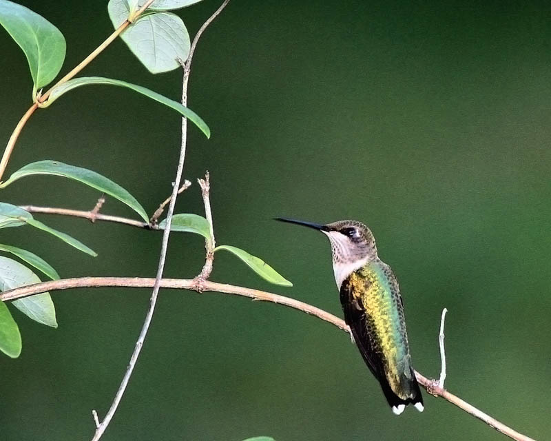 Hummer_1