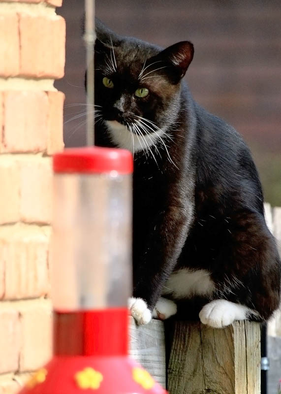 Tuxedo