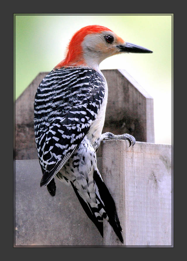 Red-Bellied Woodpecker