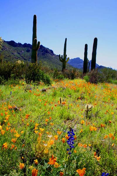 Organ Pipe NM, AZ