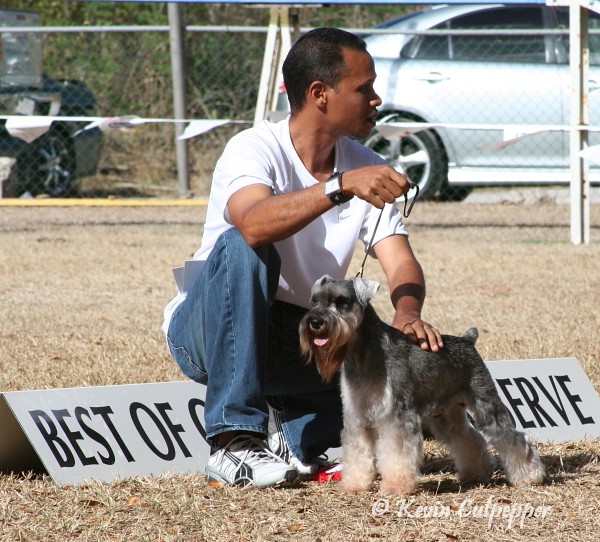 Miniature Schnauzer