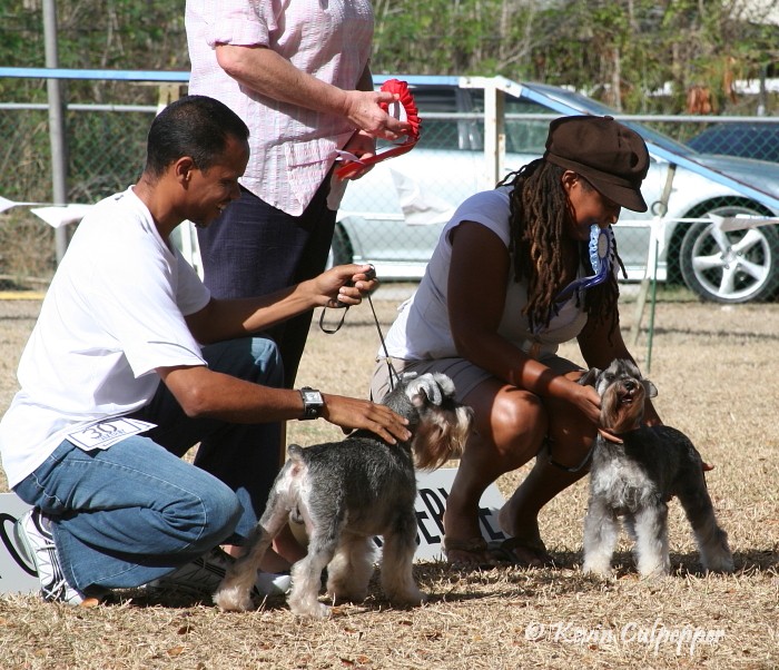 Miniature Schnauzer