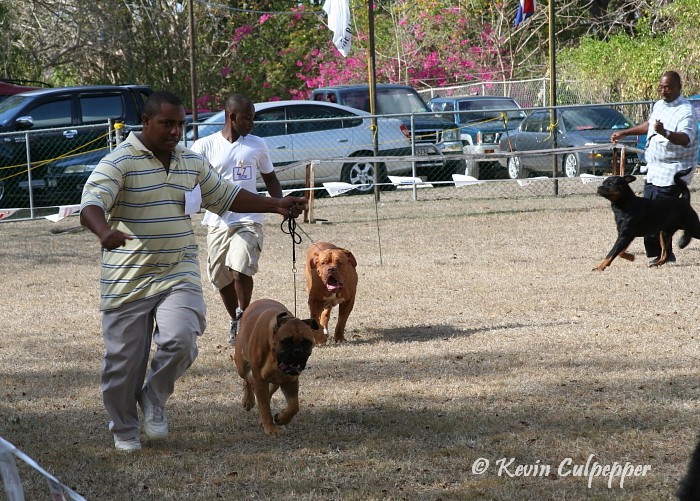 Bull Mastiff, Dogue De Bordeaux and Rottweiler