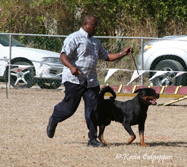 Rottweiler
