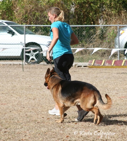 German Shepherd
