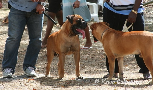 Bull Mastiff