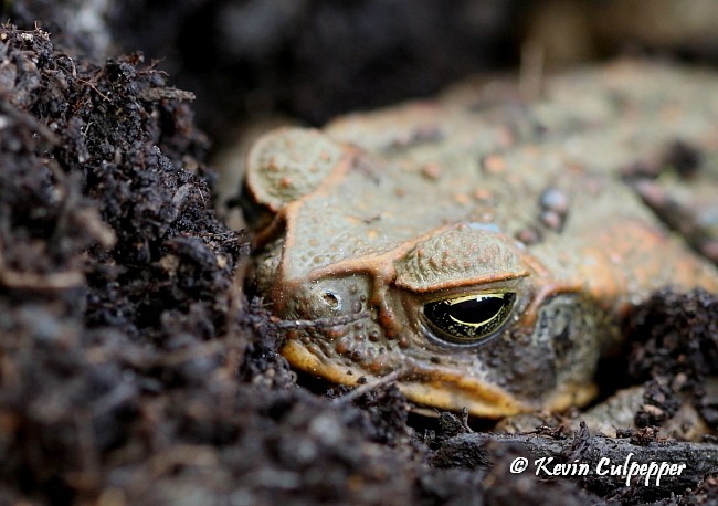 Cane Toad