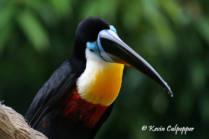 Toucan