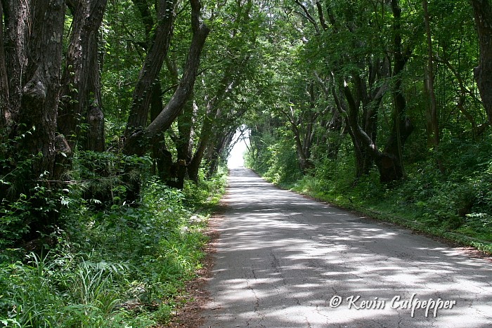 Cherry Tree Hill