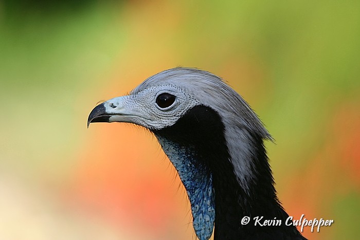 Blue-throated Piping-Guan