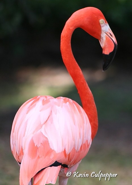 Flamingo