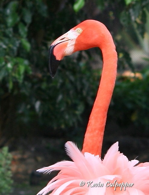 Flamingo