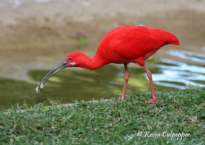 Scarlet Ibis