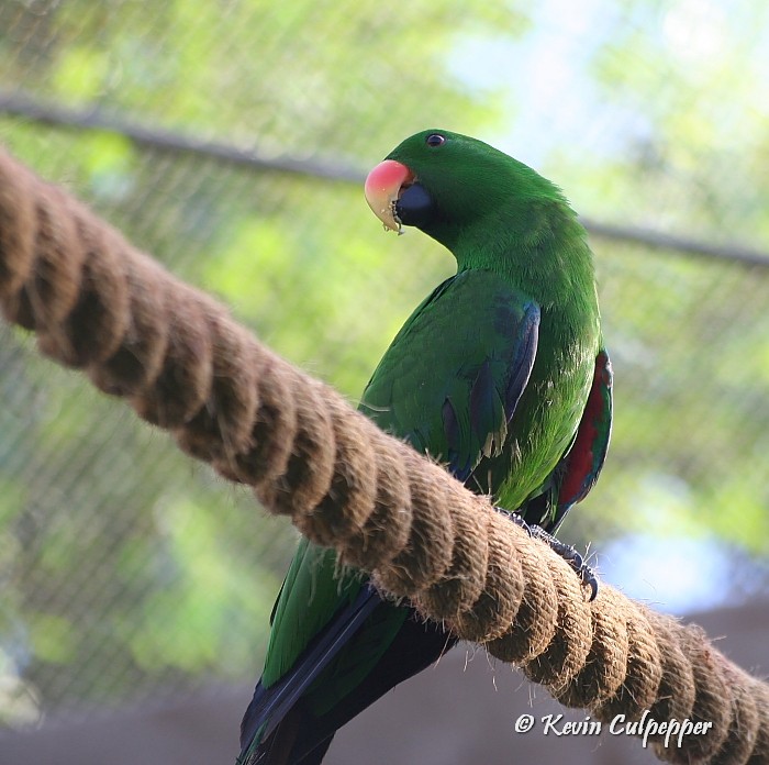 Eclectus Parrot