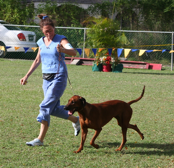 Barbados Kennel Club Dog Show