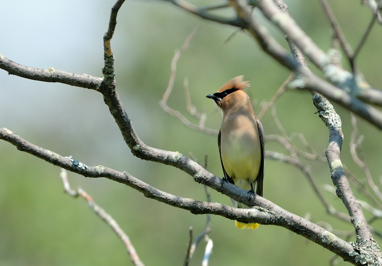 Cedar Waxwing
