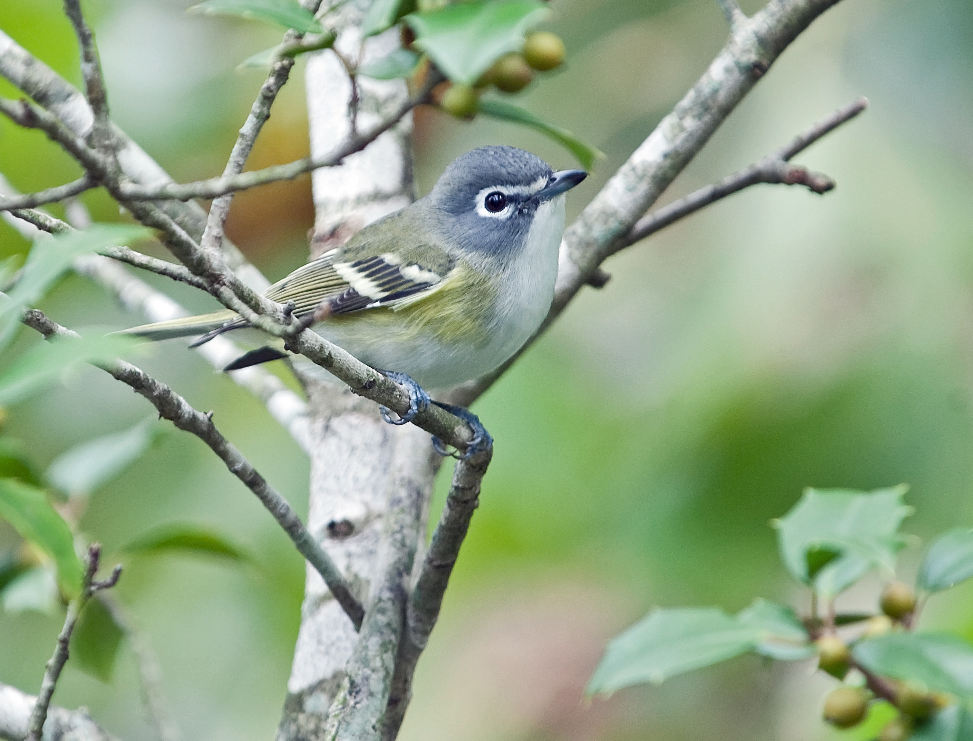 Blue-headed Vireo