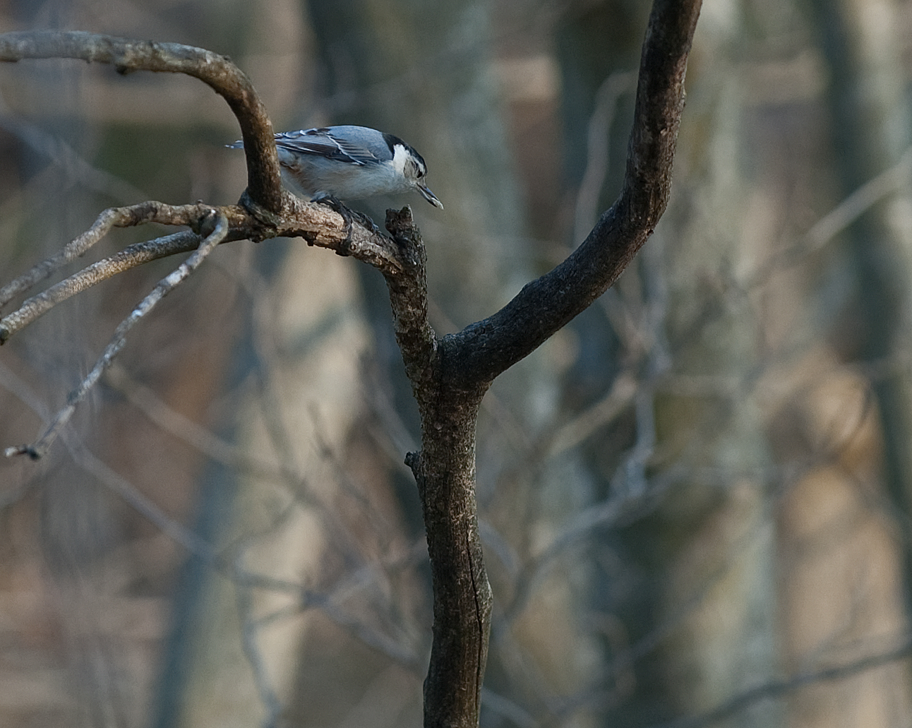 White-Breasted Nuthatch