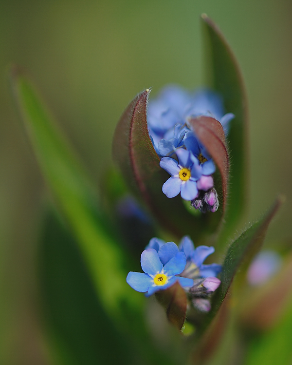 Forget-me-not