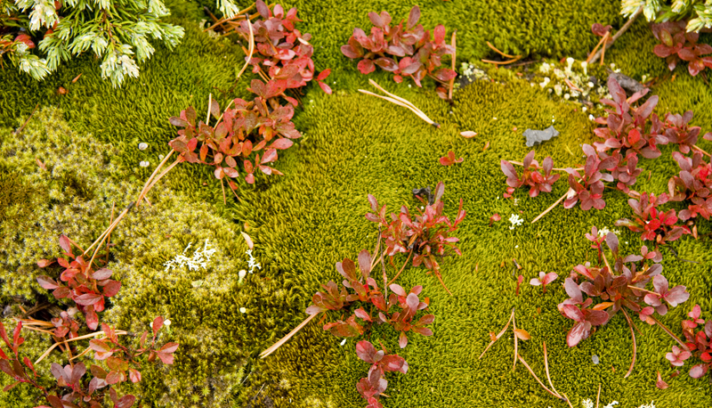 Colorful Vegetation Near Paint Pots