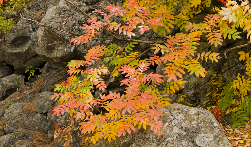 More Fall Color Along the Yellowstone River