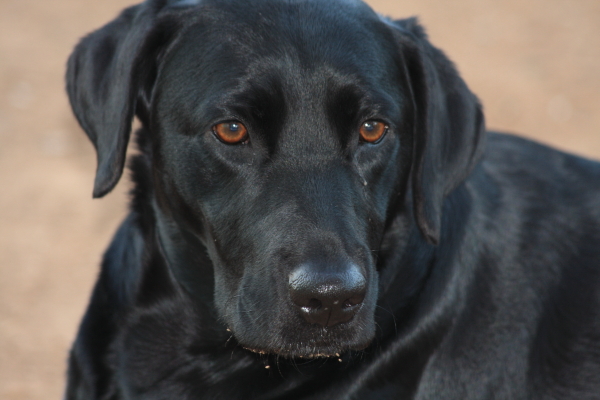 My Black Lab, Zoey