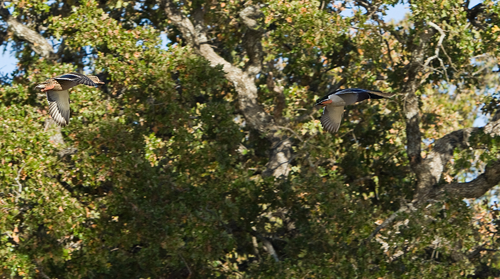 Mallards in Flight