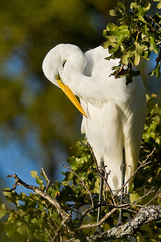 Great Egret