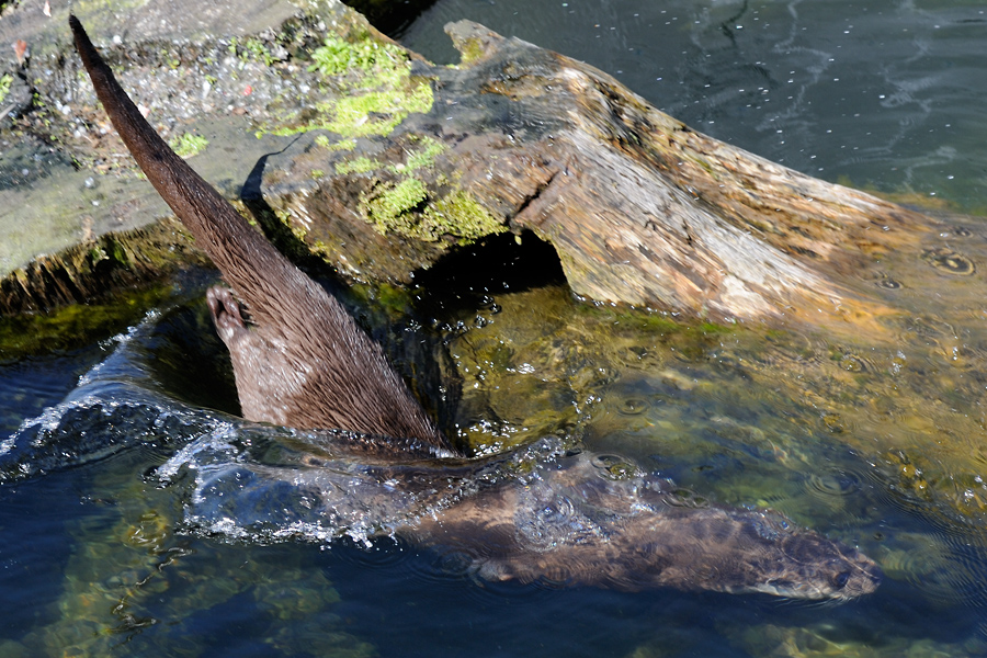 European Otter, Lutra lutra, Odder 3