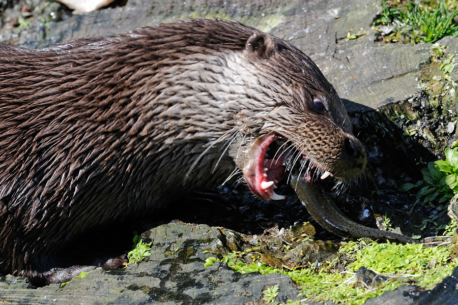 European Otter, Lutra lutra, Odder 4