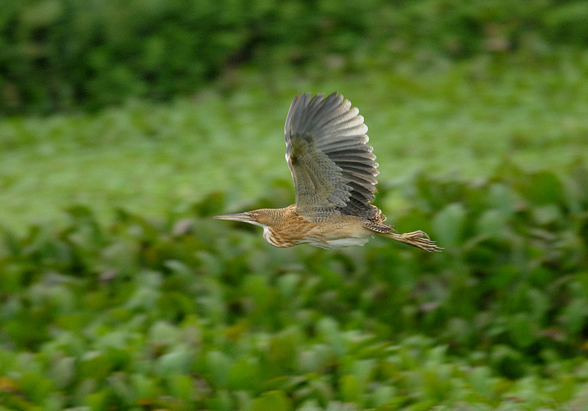 Pinnated Bittern