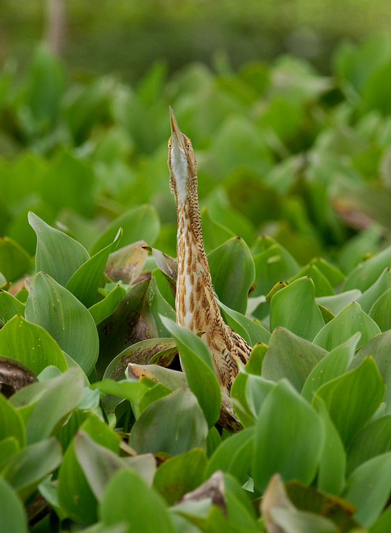 Pinnated Bittern5
