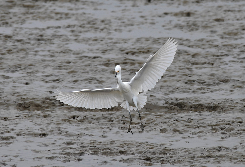 Snowy Egret2