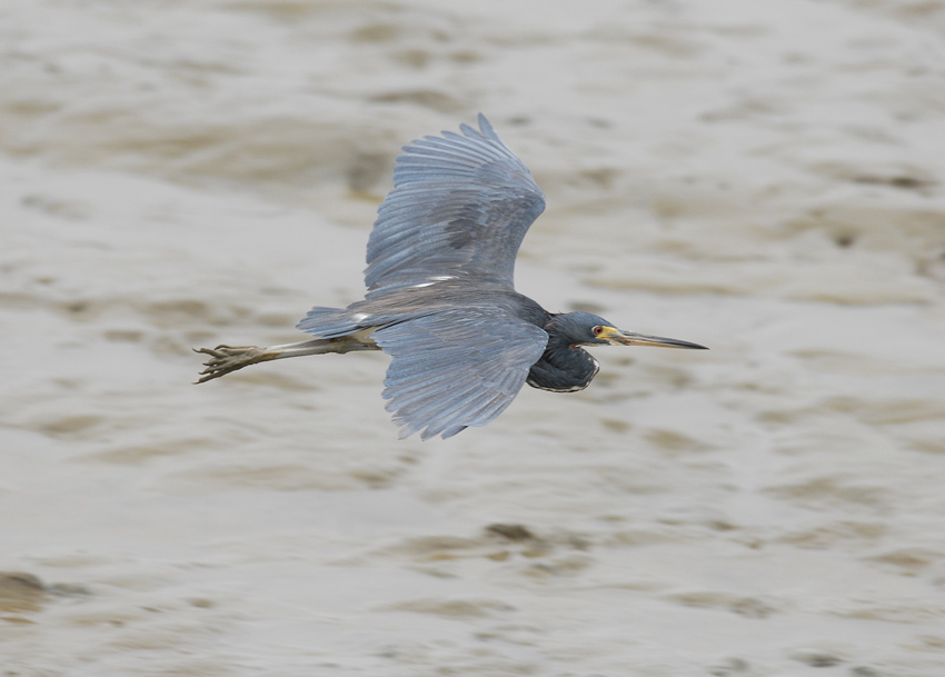 Tricolored Heron