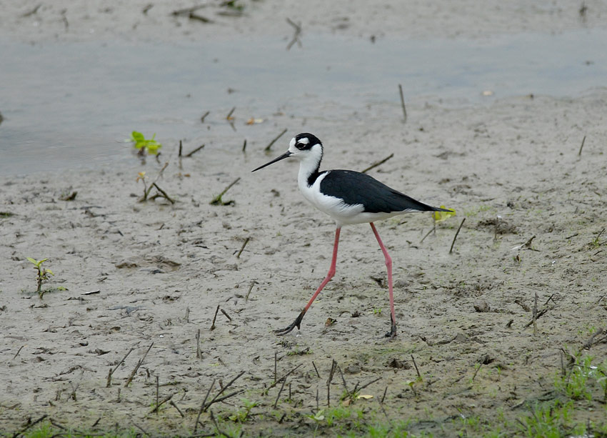 Black-necked Stilt