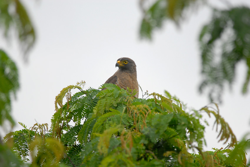 Roadside Hawk