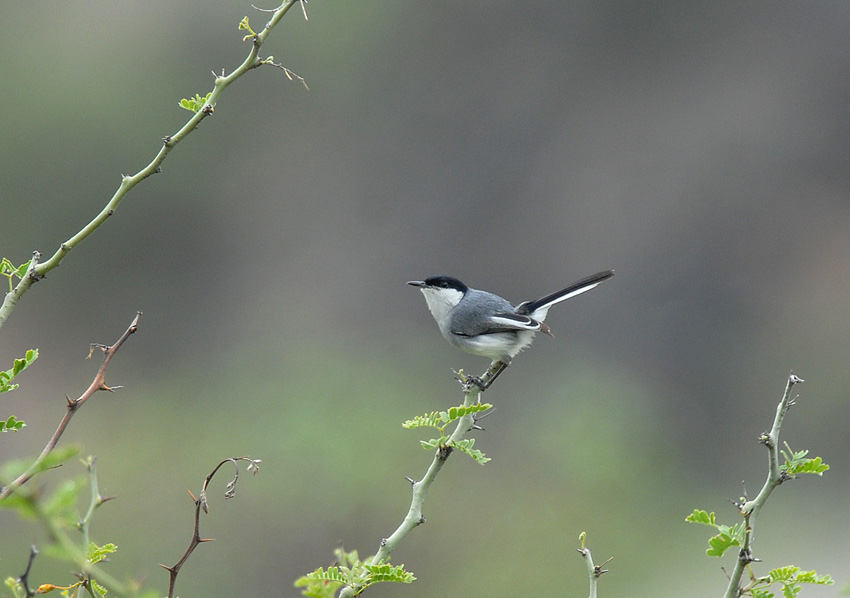 Tropical Gnatcatcher2