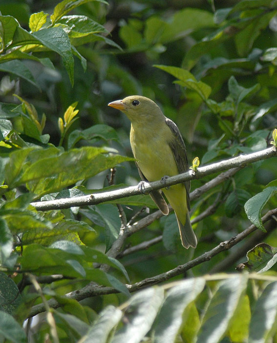 Scarlet Tanager2