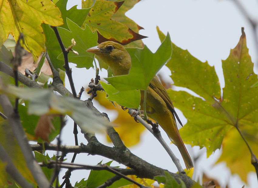 Summer Tanager2