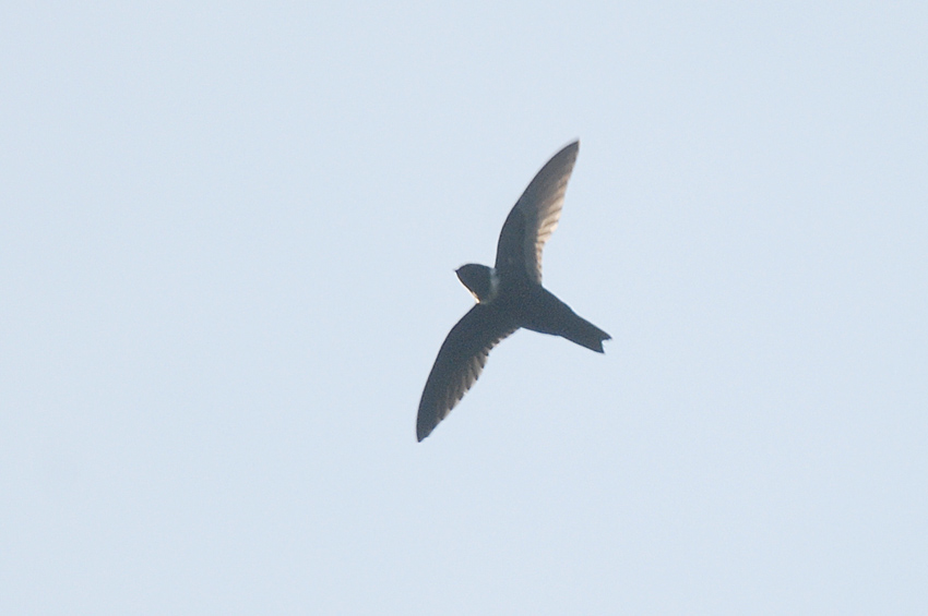 White-collared Swift