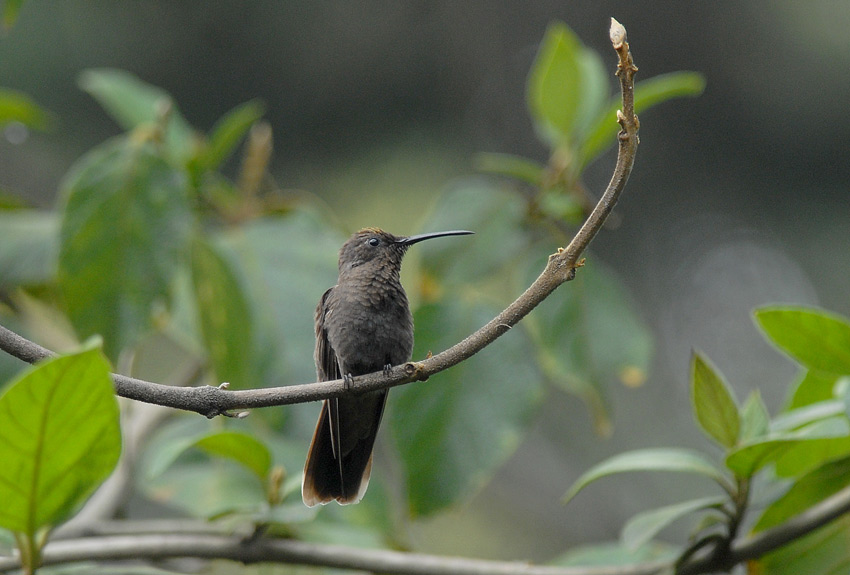 Sparkling Violetear melanistic