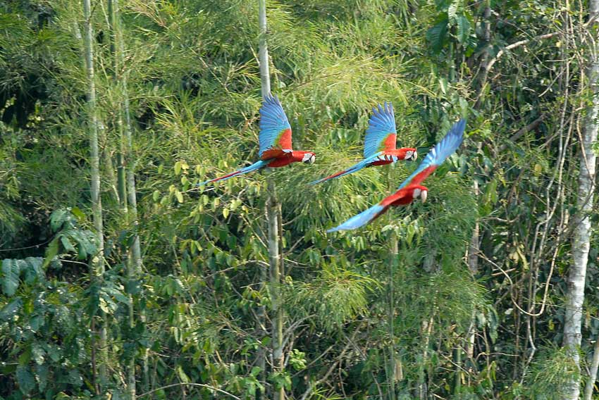 Red-and-green Macaw12