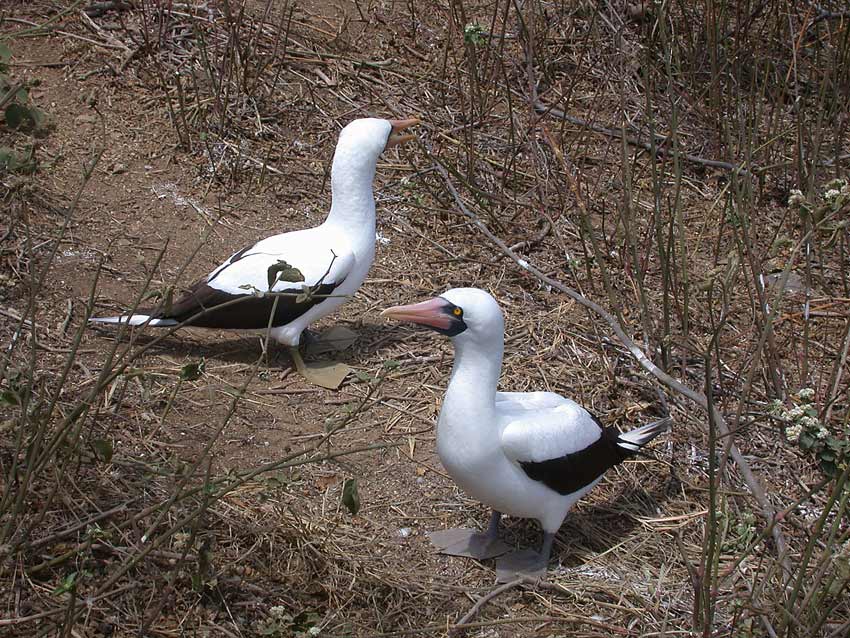 Nazca Booby