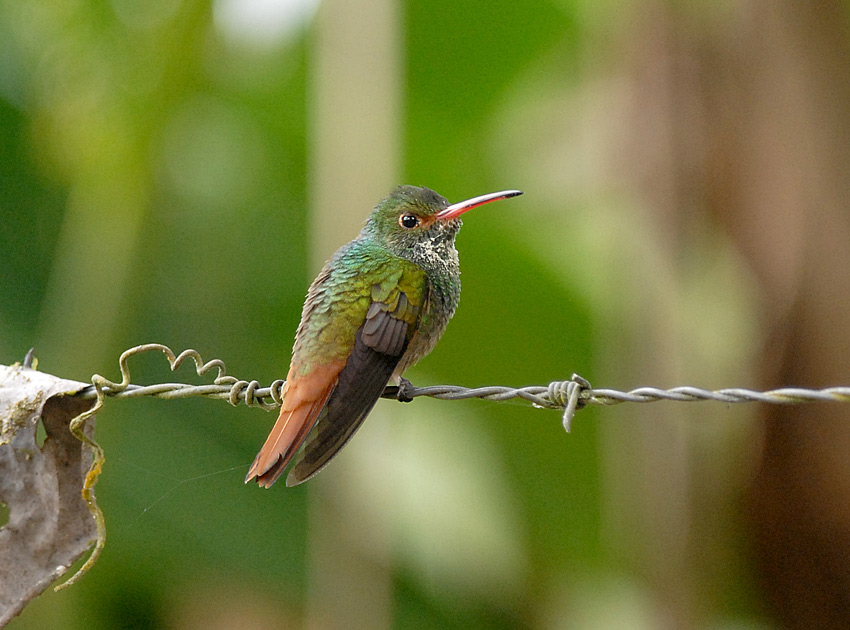 Rufous-tailed Hummingbird