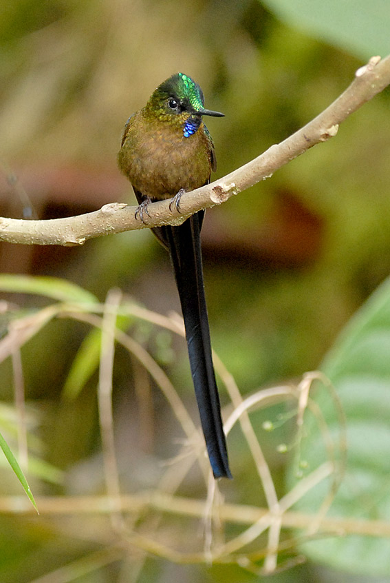 Violet-tailed Sylph