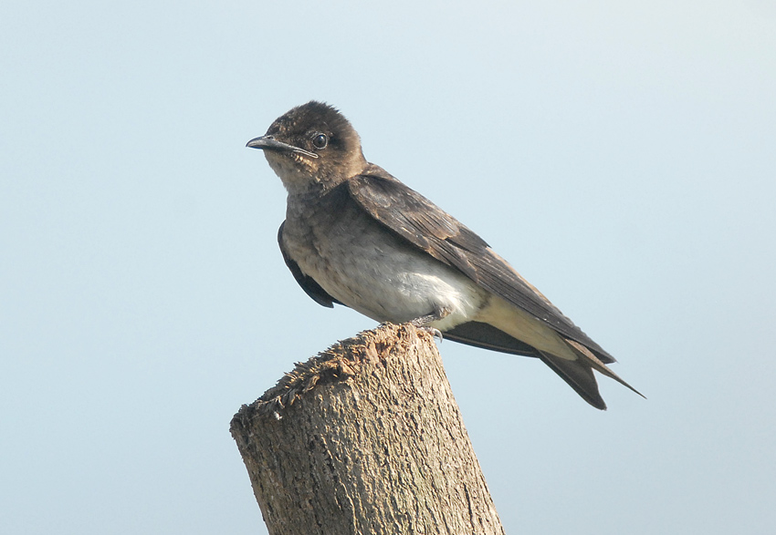 Gray-breasted Martin