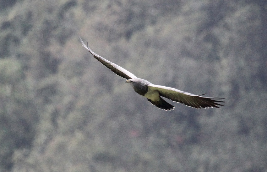 Black-chested Buzzard-Eagle