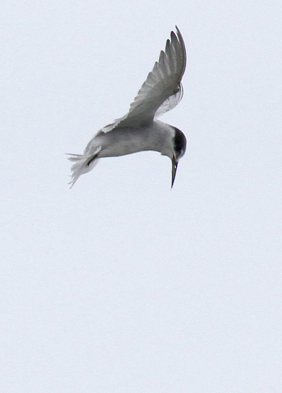 Peruvian Tern