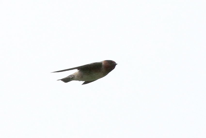 Cliff Swallow